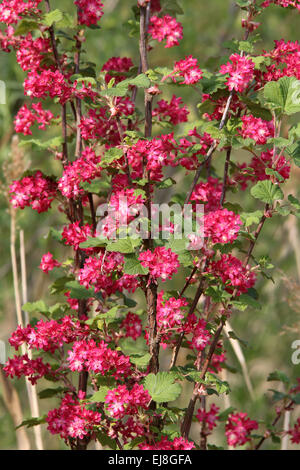 Red-flowering currant, Ribes sanguineum Stock Photo
