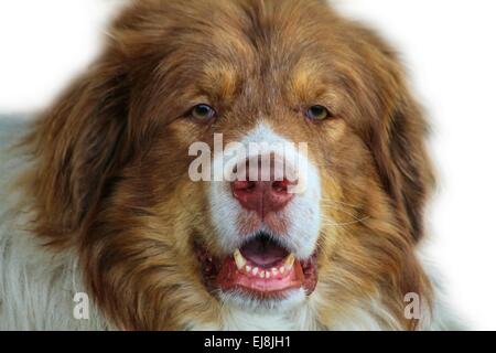 Domestic dog portait Stock Photo