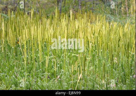 Lycopodium clavatum Stock Photo