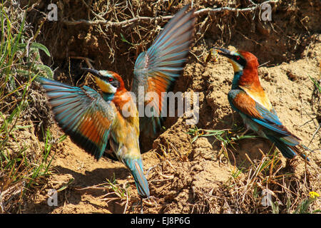 Bee-eaters next to their nest in the ground Stock Photo