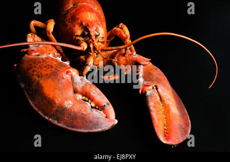 Cooked European common lobster Stock Photo
