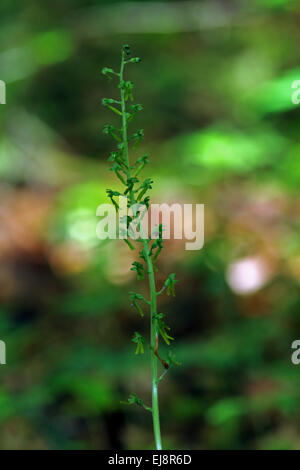 Common twayblade, Listera ovata Stock Photo