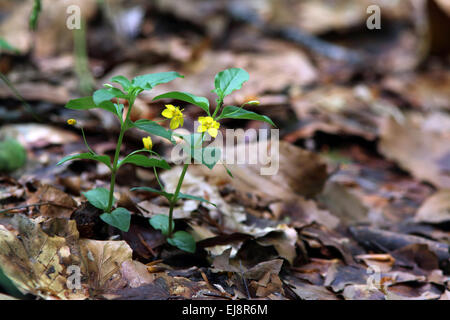 Yellow pimpernel, Lysimachia nemorum Stock Photo