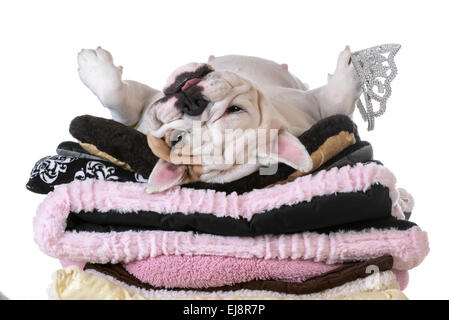 spoiled dog laying on a pile of soft dog beds isolated on white background - english bulldog Stock Photo