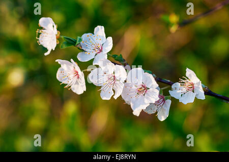 Blackthorn blossom. Hurst Meadows, West Molesey, Surrey, England. Stock Photo