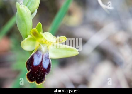 Dark bee-orchid Stock Photo