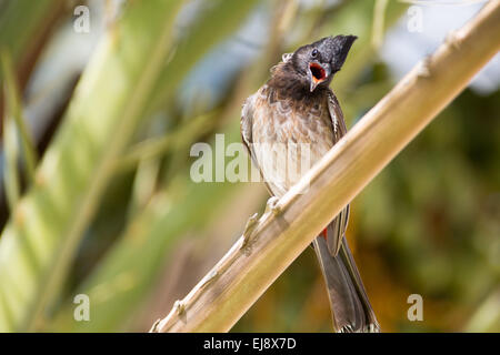 Red-vented bulbul Stock Photo