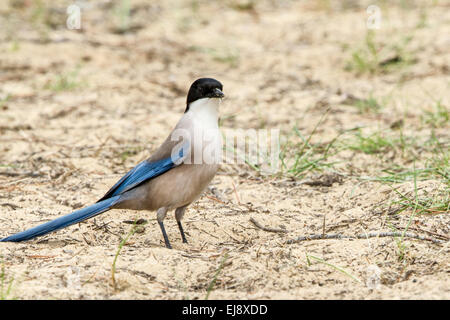 Azure winged magpie Stock Photo