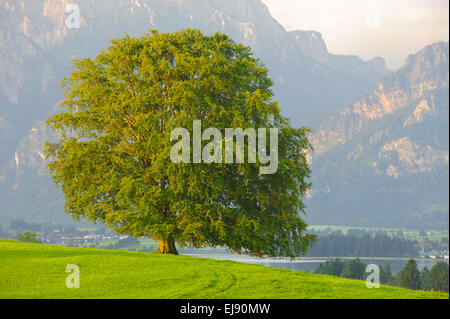 single beech tree in spring time Stock Photo