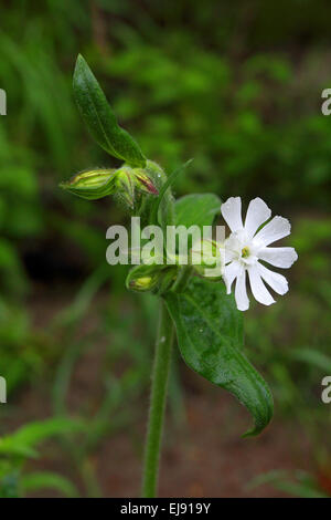 White campion, Silene latifolia Stock Photo