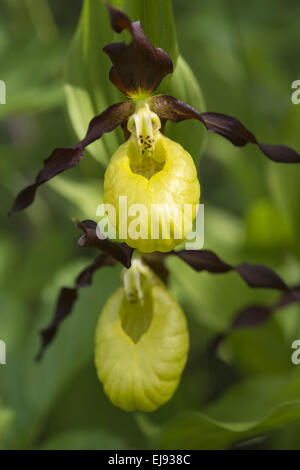 Lady´s slipper orchid, Sweden
