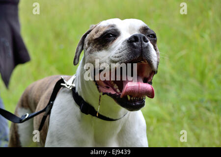 American Bulldog rolls tongue Stock Photo