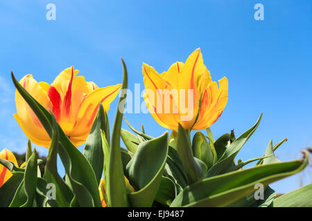yellow tulips over the blue sky Stock Photo
