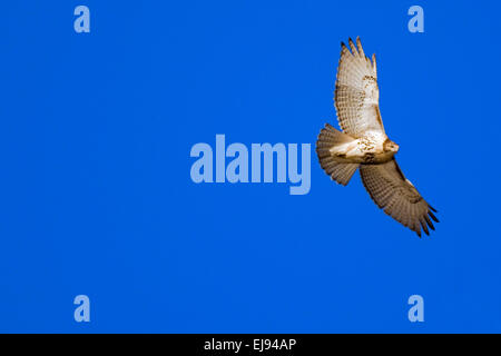 A red-tailed hawk soars in a blue sky searching for prey. Stock Photo