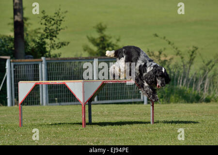 English Cocker Spaniel in jump Stock Photo