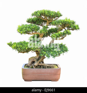 Chinese elm, green bonsai tree growing on a rock. Isolated on white ...