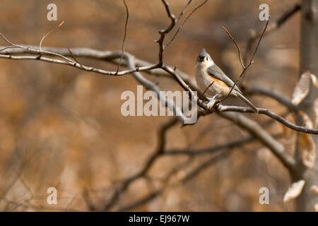 An Eastern Tufted Titmouse sits perched on a tree branch in the forest. Stock Photo