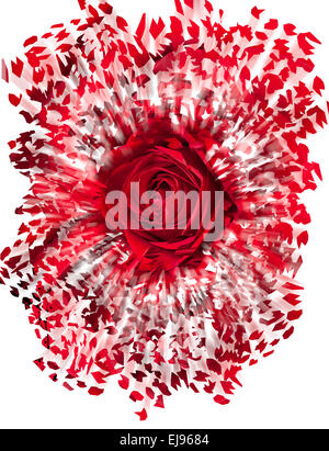 Close up of red rose exploding Stock Photo - Alamy