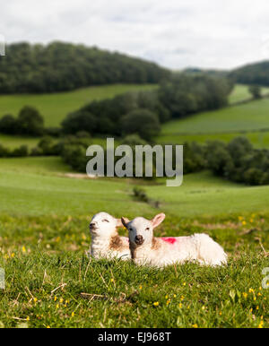 Black and white lamb in meadow Stock Photo