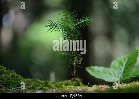 small spruce seedling Stock Photo