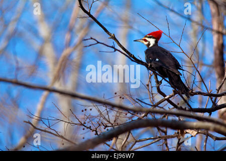 A pileated woodpecker in a tree, in a central Indiana woods. Stock Photo