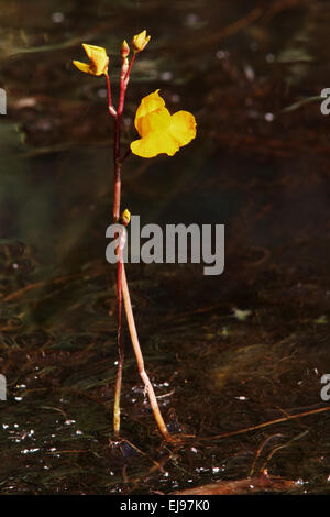Common bladderwort, Utricularia vulgaris Stock Photo