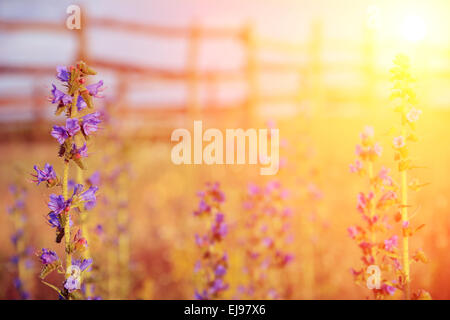 Violet meadow flower with sun rays Stock Photo