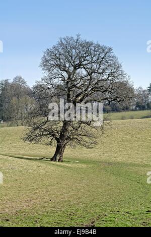 Single oak tree in the Surrey Hills Stock Photo
