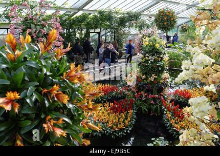 Display of Orchids in green house at Kew Gardens London Stock Photo