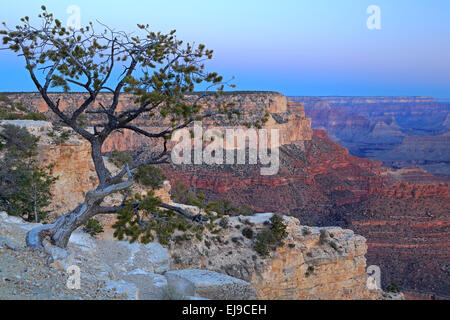 Tree and canyon rock formations from Yavapai Point, Grand Canyon National Park, Arizona USA Stock Photo