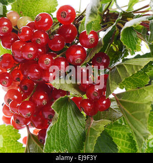 The red currant close up Stock Photo