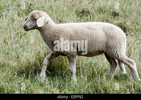young sheep in a meadow Stock Photo