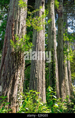 Redwood trees in line Stock Photo
