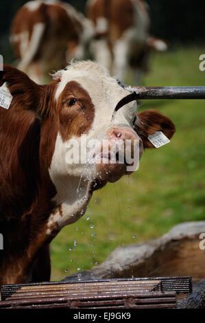 cow, drinking Stock Photo