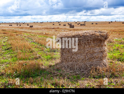 Stacks in the field Stock Photo