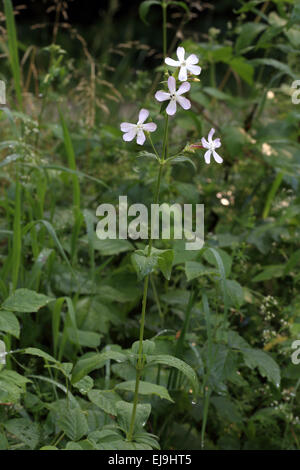 White campion, Silene (Melandrum) latifolia Stock Photo