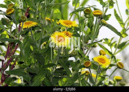 Common fleabane, Pulicaria dysenterica Stock Photo