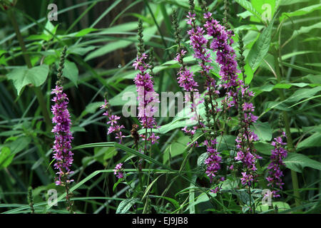 Purple loosestrife, Lythrum salicaria Stock Photo