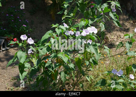 Bush morning glory or pink morning glory, Ipomoea carnea, in flower, Bangkok, Thailand, February Stock Photo