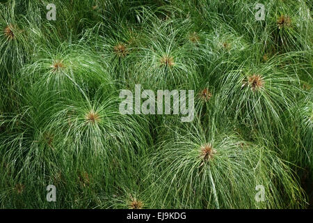 Cyperus papyrus papyrus sedge paper reed plants plant pattern Stock ...