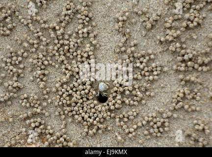 Bubbler crab, Scopimera sp. and patterns formed by balls and escape holes created in the sand, at low tide on a beach near Krabi Stock Photo