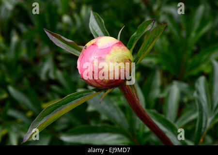 Bud of a pink peony (Paeonia), Devon, United Kingdom, Europe Stock Photo