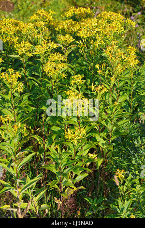 Wood ragwort, Senecio ovatus Stock Photo