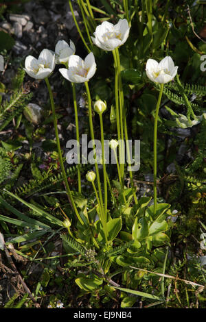 Bog-star, Parnassia palustris Stock Photo