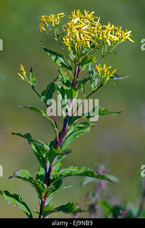 Wood ragwort, Senecio ovatus Stock Photo