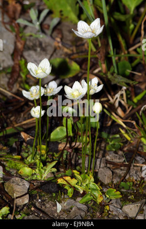 Bog-star, Parnassia palustris Stock Photo