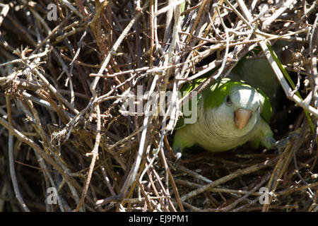 Monk parakeet in its' nest Stock Photo