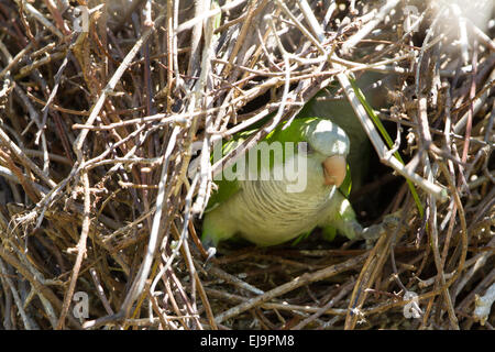 Monk parakeet in its' nest Stock Photo