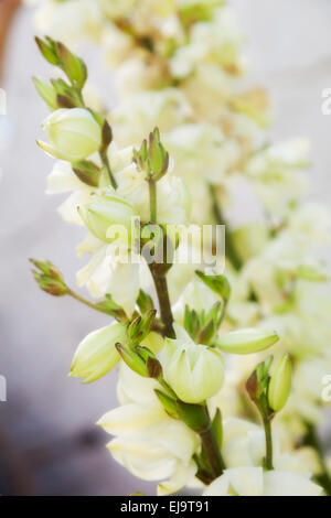 white yucca flowers. exotic tropical flower Stock Photo