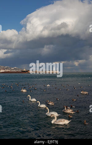 beautiful swan on the sea. wildlife Stock Photo